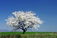 白色花白色樱花树图片