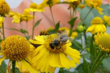 在黄花上采蜜的蜜蜂