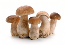 野生蘑菇野生食用蘑菇图片素材