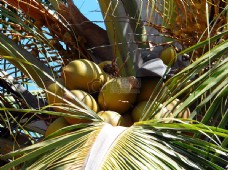 树上的热带水果