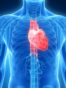 人体器官人体心脏器官图片