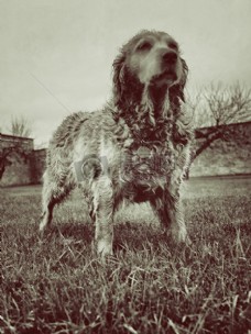 宠物狗白天褐色长款大衣狗站在草坪上