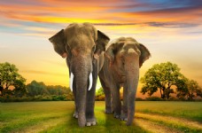 散步大象图片