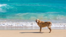 海边风景唯美海边小狗风景图片