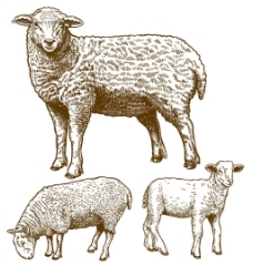矢量手绘羊