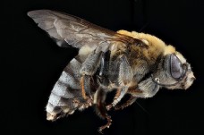 蜜蜂静物特写