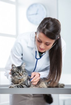 女兽医与小猫图片
