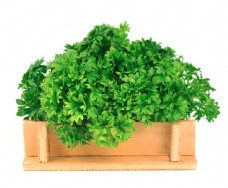 绿色蔬菜种在木箱里的蔬菜图片