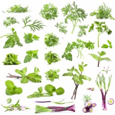 绿色蔬菜绿色无公害蔬菜图片