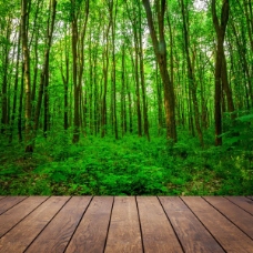 树木树林木板小道景色