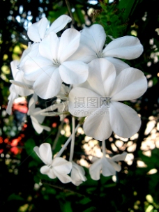 White_Flowers_9425（6）.JPG

