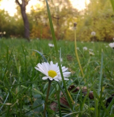 草丛中的一朵鲜花
