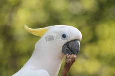黄凤头鹦鹉在动物园