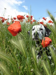 花丛里的斑点狗