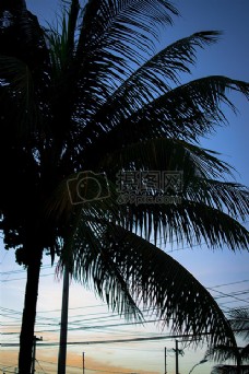 自然，日出，棕榈树，椰子树，日出