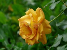 盛开的黄色玫瑰