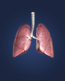 人体器官人体肺部器官图片