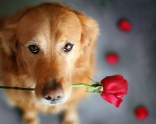 宠物狗可爱的小狗含玫瑰花图片
