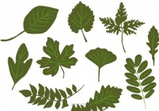 植物叶子矢量图形素材AI格式