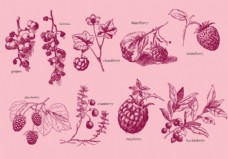 健康饮食老风格的绘画浆果