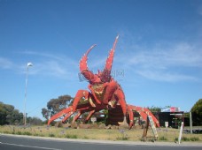 澳大利亚巨型龙虾