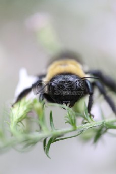 蜜蜂，大黄蜂，昆虫，特写镜头