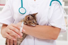 宠物医院给猫打针的人物图片