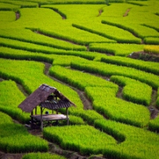 绿色稻田背景图片