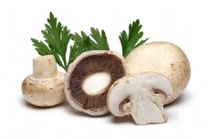 绿色蔬菜蘑菇和大蒜图片