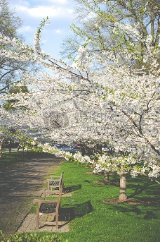 行道树板凳鲜花人行道草公园树木