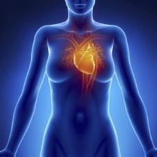 人体器官女性人体心脏血管器官图片