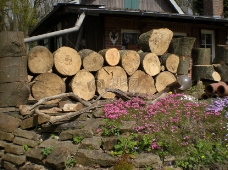 伐木场的木材