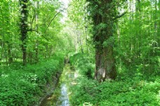 绿树春天绿色树林风景图片
