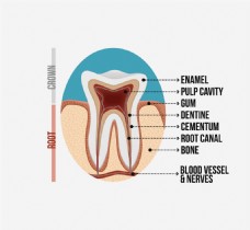 牙齿各部分的名称图片