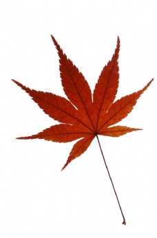 枫叶 树叶脉络