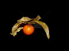 橙颜色的柿子