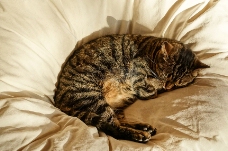 宠物医院猫在阳光下睡觉