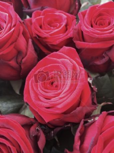 大红色玫瑰花花束