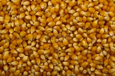 密集堆置的玉米粒