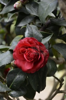 spring红玫瑰布什玫瑰之一
