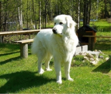家犬高清可爱白熊犬图片