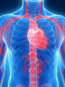 人体模型人体心脏血管模型图片