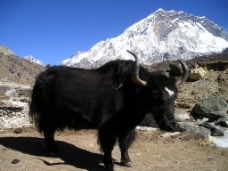 雪山西藏耗牛图片