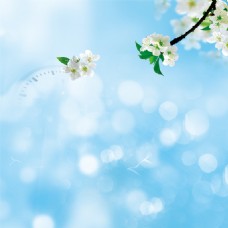 小清新蓝色花朵春季背景