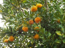 绿树上的橘子