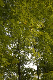树木树叶自然树木公园叶子绿色