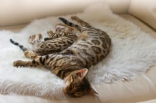 孟加拉猫和小猫在沙发上睡觉