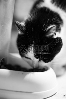 动物食品食品动物白黑吃猫特写镜头斑点