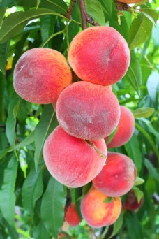 上新桃子树上的桃子图片