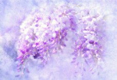 紫色紫藤花图片